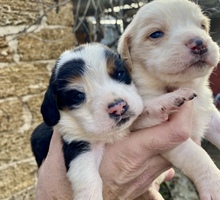 Щенки бассет хаунд - Собаки в Крыму