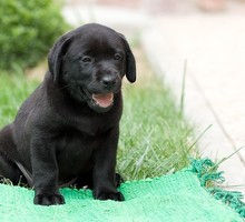 Палевые и черные щенки лабрадора, питомник, родословная - Собаки в Крыму