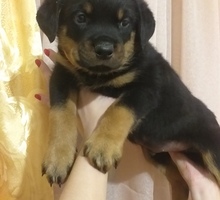 Продам щенков ротвейлера - Собаки в Севастополе