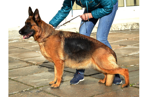 Продажа красивые и породные  щенки немецкой овчарки - Собаки в Севастополе