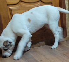 Продам щенков САО - Собаки в Крыму