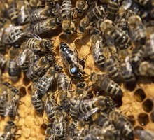 Продам породистых пчёл 2023, пчелосемьи, пчелопакеты - Пчеловодство в Севастополе