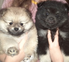 Девочки шпицульки - Собаки в Крыму