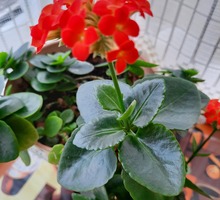 Продам комнатные цветы разные - Саженцы, растения в Севастополе