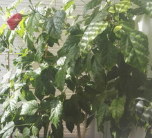 Гибискус красный - Саженцы, растения в Севастополе