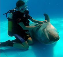 Дайвинг с дельфинами - Активный отдых в Феодосии