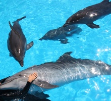 Дайвинг с дельфинами –незабываемые впечатления и эмоции, невероятная энергетика. - Активный отдых в Феодосии
