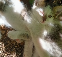 Отдам в добрые руки котят двух двухмесячных котят мальчиков - Кошки в Севастополе