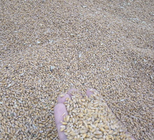 Продам зерно(пшеница) - Сельхоз корма в Джанкое