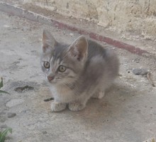 Симпатичный котенок ищет хозяев - Кошки в Керчи