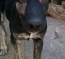 Лучшие друзья и охранники - Собаки в Севастополе
