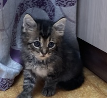 Котик пушистый - Кошки в Севастополе