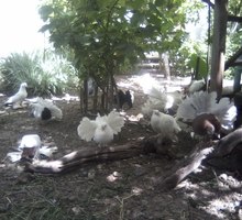 Продаются декоративные голуби - Птицы в Симферополе