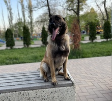 Пропала собака - Собаки в Крыму