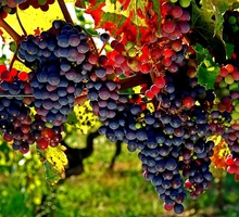 Виноградники - Без опыта работы в Бахчисарае