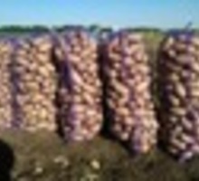 Продам овощи - Продукты питания в Евпатории