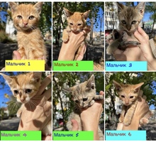 Котята ищут дом - Кошки в Симферополе