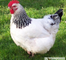 Продам молодых кур несушек - Сельхоз животные в Белогорске