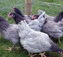 Продам молодых кур несушек - Сельхоз животные в Керчи