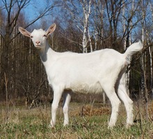 Продам (Зааненская) козу, или обменяю козочку - Сельхоз животные в Саках