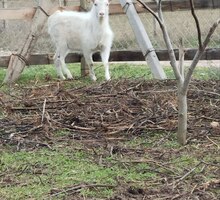 КОЗЛИК кастрированный 9 месяцев - Сельхоз животные в Симферополе