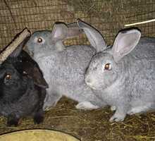 Продам кроликов - Сельхоз животные в Симферополе
