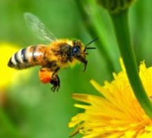 Пчелоинвентарь , воск и вощина ,пчелосемьи, ульи,медогонки в нашем магазине - Пчеловодство в Севастополе