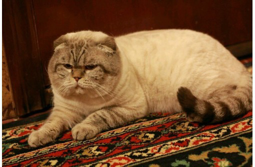 Предлагаются коты для вязки просто классные!!!!!!!!!!!! - Вязка в Севастополе