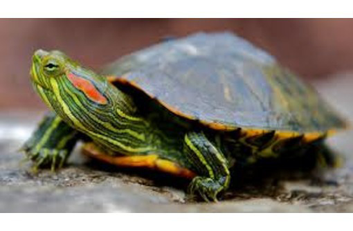 Продам красноухих черепах оптом - Рептилии в Севастополе