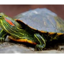 Продам красноухих черепах оптом - Рептилии в Севастополе