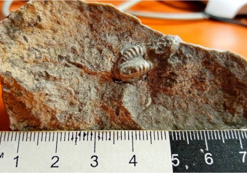 Самый последний трилобит на Земле: в Крыму нашли обитателя палеозоя, жившего 250 миллионов лет назад