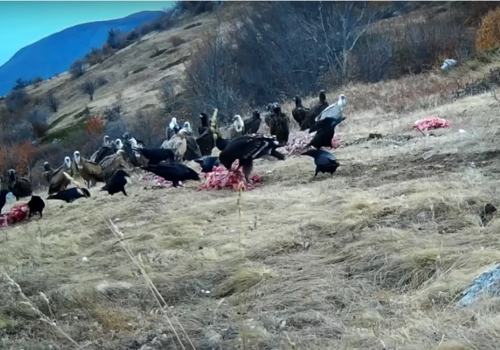 Наглые вороны отбирают корм у самых крупных птиц Крыма