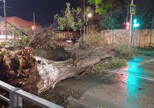 На выходных сильный ветер в Севастополе повалил деревья и оборвал провода