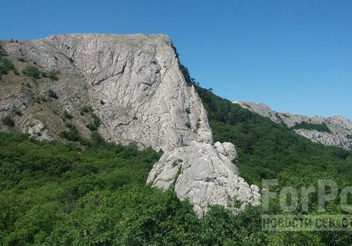 Севастопольский частный гид вырубил десятки деревьев в заказнике Ласпи