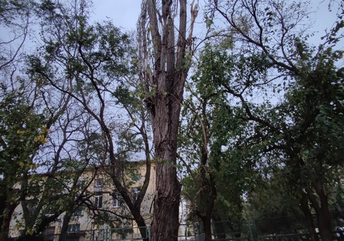 Сухие деревья снова пугают феодосийцев ФОТО