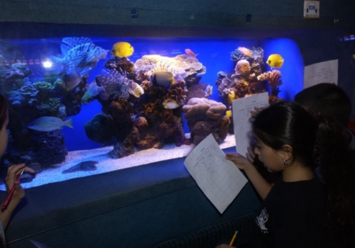 В аквариуме-музее Севастополя из-за урагана погибло 500 морских животных