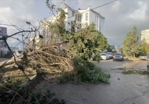 Ураганный ветер снёс 189 деревьев в Севастополе