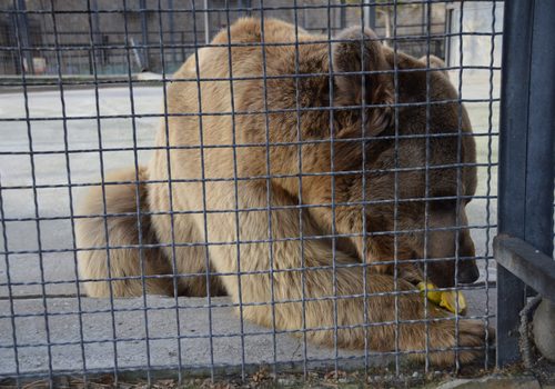В сафари-парке «Тайган» медведь откусил посетительнице фалангу пальца