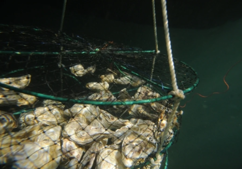 800 тысяч устриц унесло в море: в Севастопольском питомнике после «шторма века» готовятся выращивать новых моллюсков