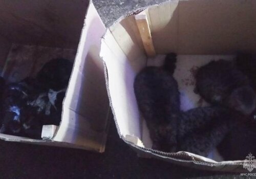 В Симферополе из задымленного помещения спасено 15 кошек