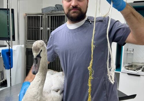 В Симферополе ветеринары достали из лебедя метровую веревку