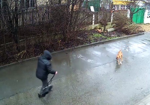 Жители Симферополя пожаловались на хозяйку собак, нападающих на прохожих