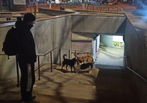 Жителю Симферополя пришлось отбиваться от стаи собак в центре города