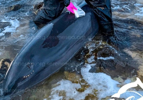 Семь мёртвых дельфинов обнаружили на пляжах Крыма за первые дни февраля