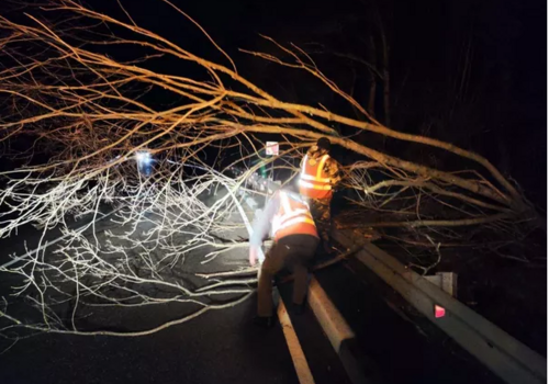 Ночная стихия в Крыму: повалены десятки деревьев, абоненты без света ФОТО