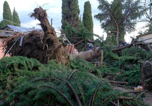 Из-за ветра на Южном берегу Крыма рухнул 250-летний кедр
