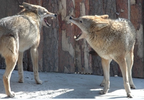 «Страшно выходить из дома»: крымчане жалуются на нашествие волков