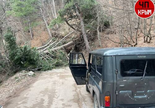 Проезд на Ай-Петри временно заблокирован несколькими упавшими деревьями