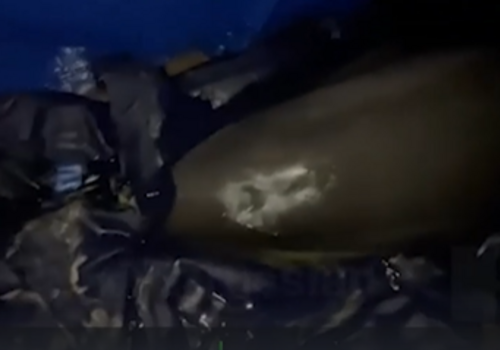 В Крыму выбросившегося на берег дельфина спасли и отправили карантинный бассейн
