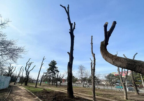 Радикальная обрезка деревьев в Крыму приведёт к их массовой гибели